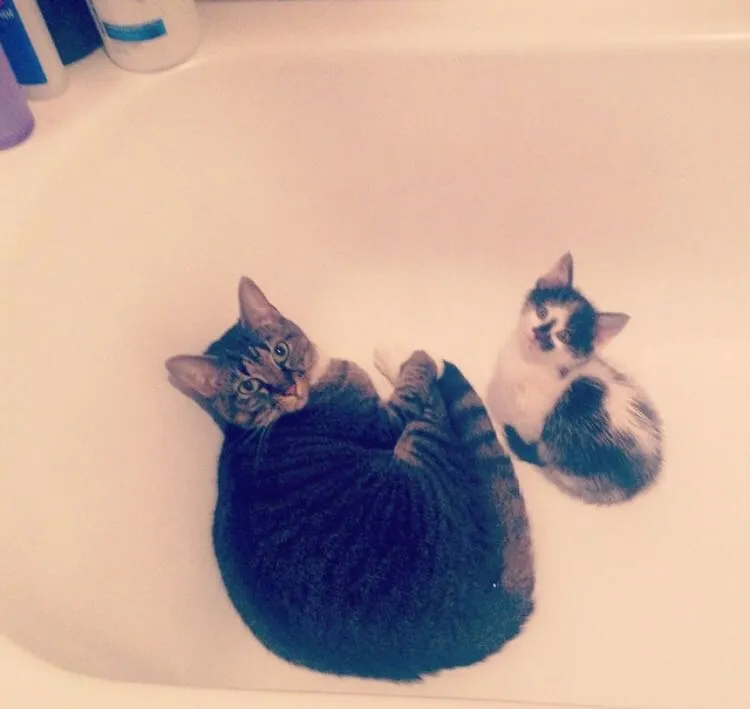 kit.jpg