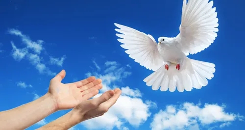PAZ.jpg