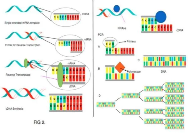 PCR.JPG