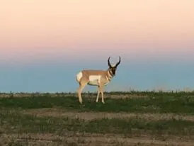 Run.jpg