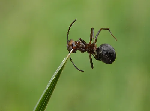 ant.jpg