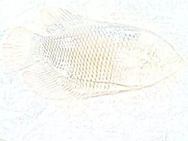 50b.jpg