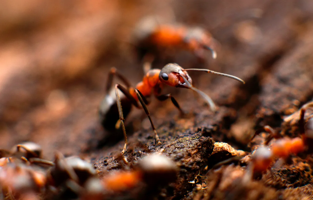 Ant.png