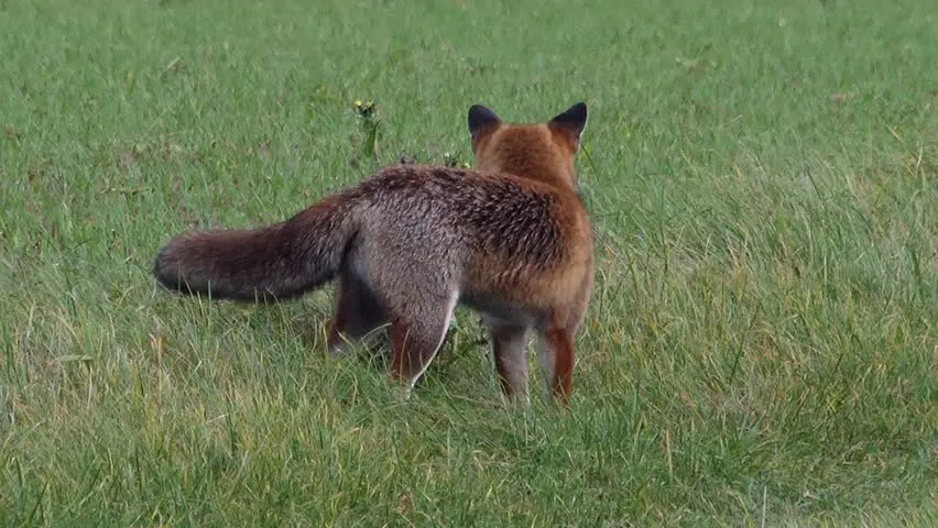 fox.jpg