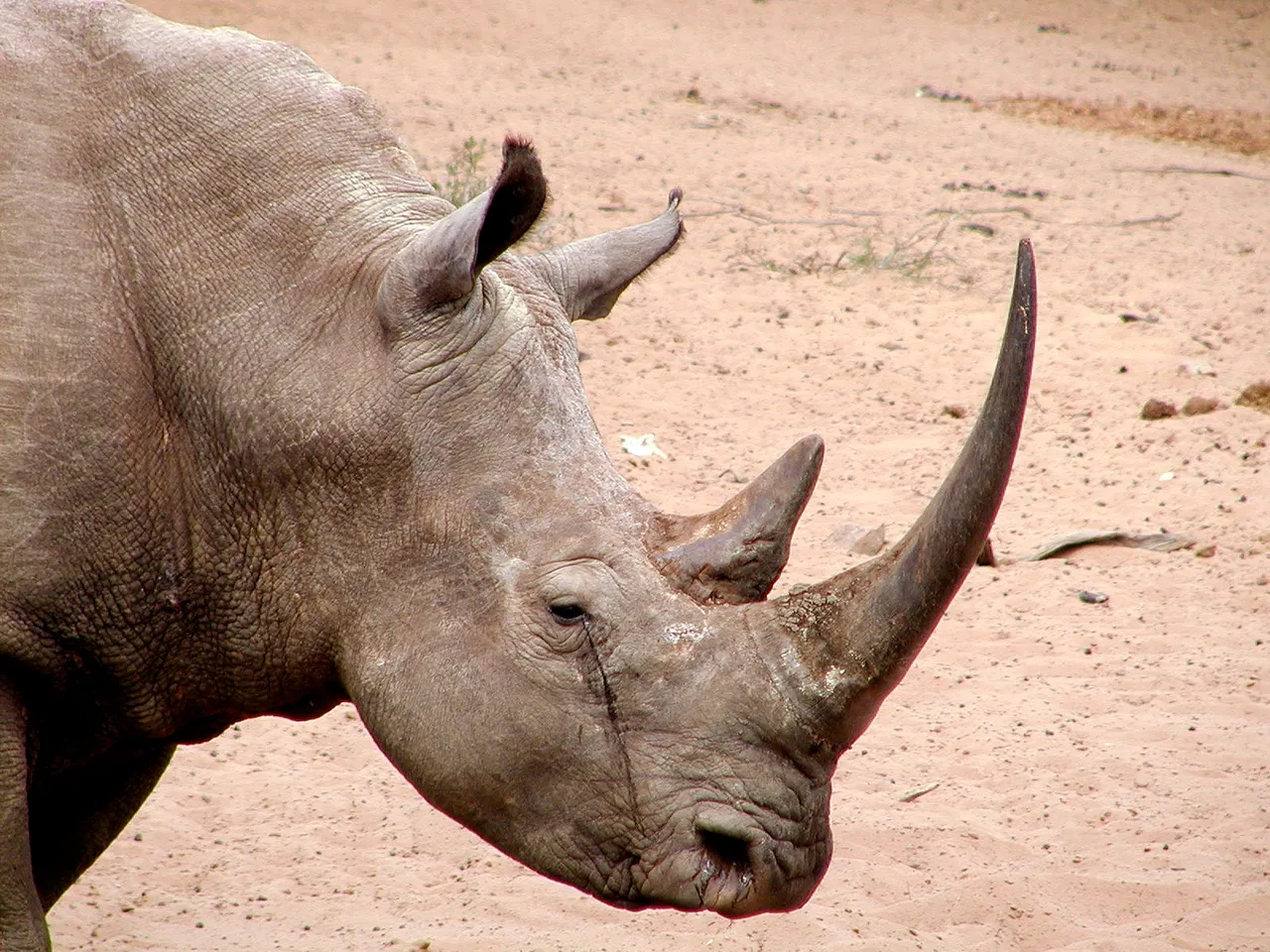 Rhino