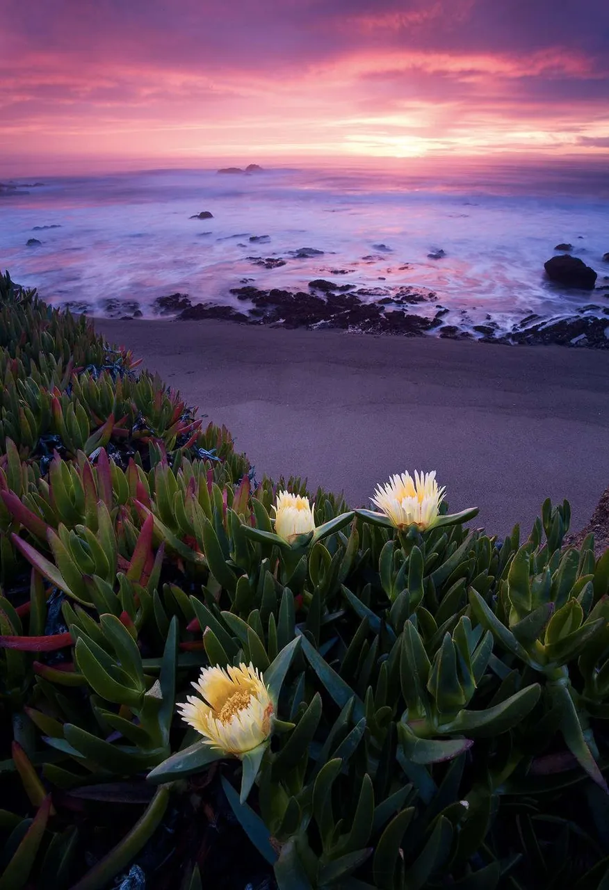 Ice Plants