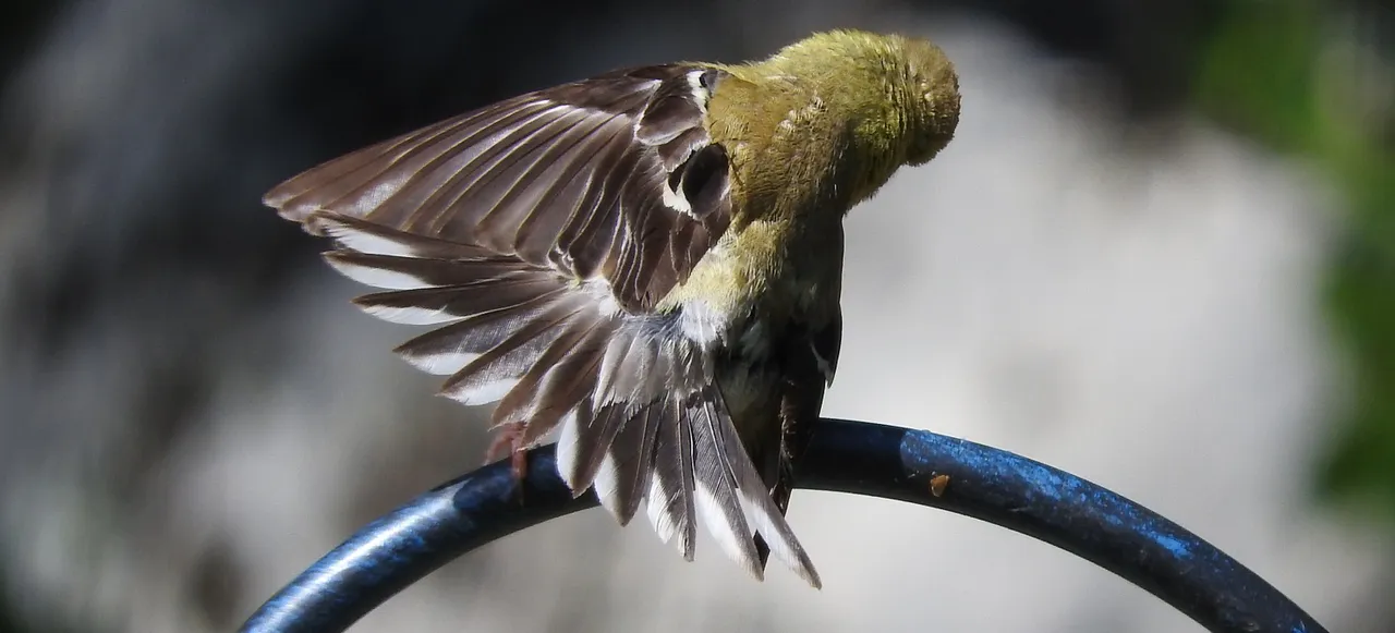 Goldfinch Glimpses