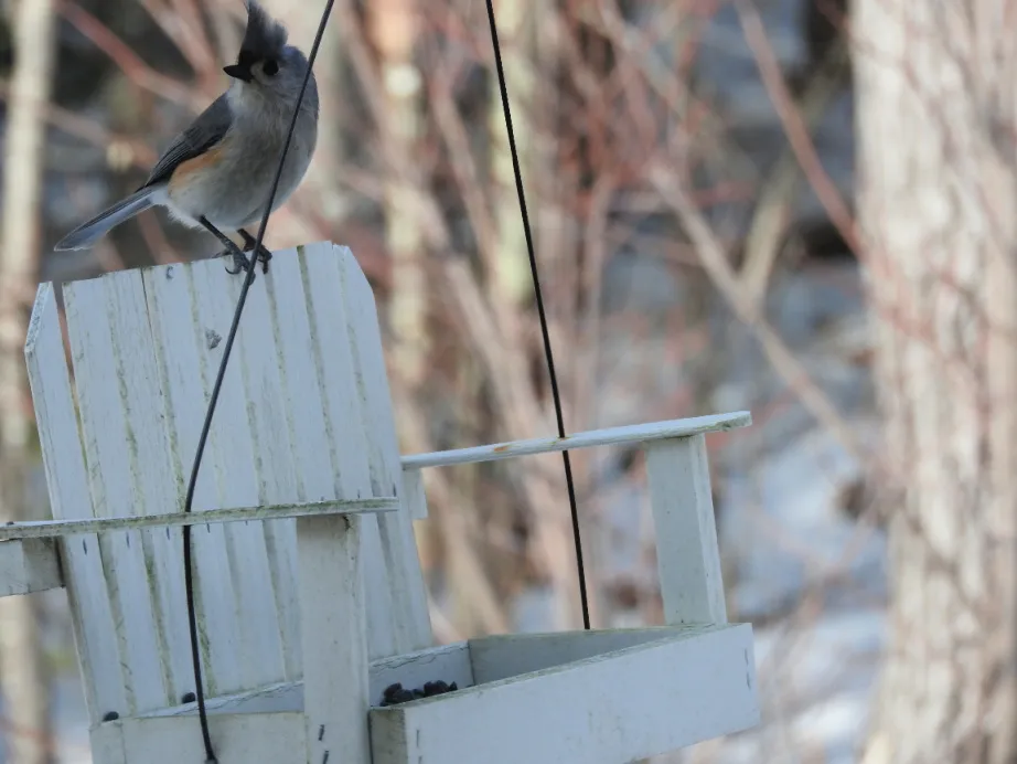 bird photography mojo