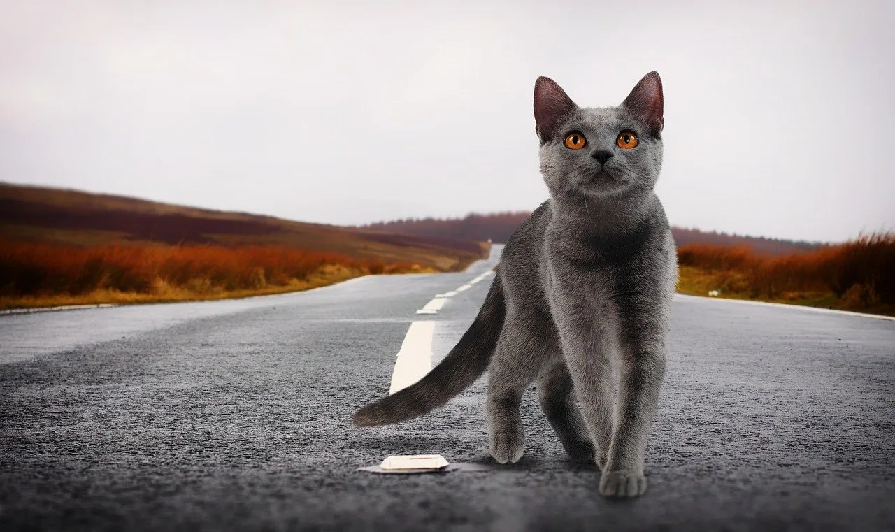 traveling pet