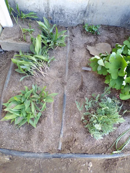 Old North  lily of valley, astilbe, American ginger, lesser celandine transplants crop May 2020.jpg