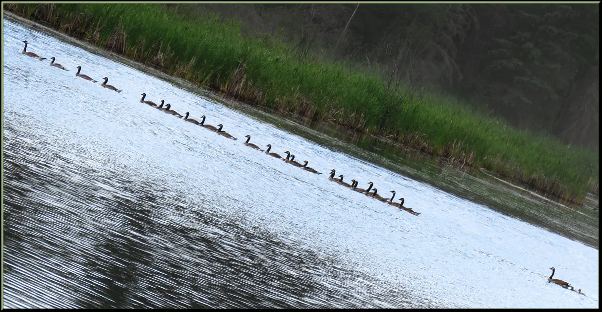 mother goose and 22 mature goslings with 1 othr female goose and 2 young goslings all in a line.JPG