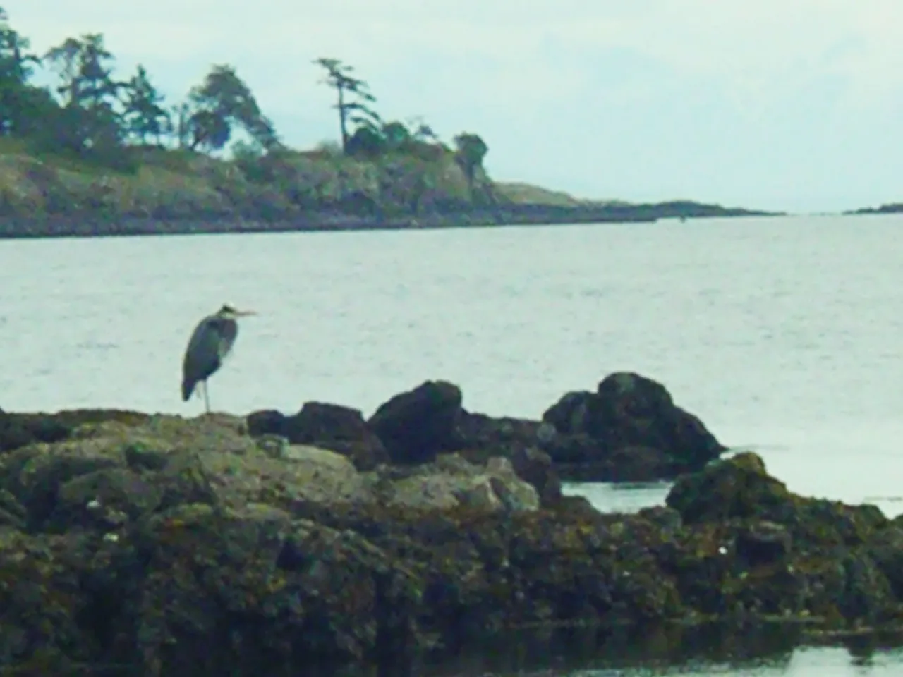 heron pic Moorecroft Regional Park