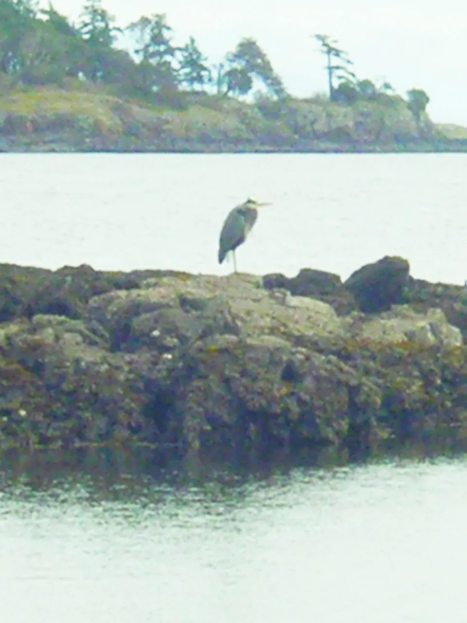 heron pic Moorecroft Regional Park