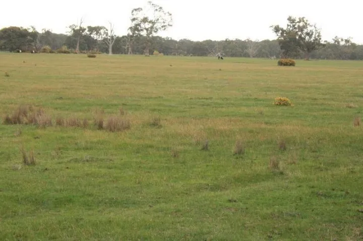 Empty Paddock