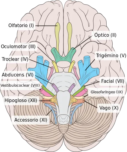 Brain_human_normal_inferior_view_with_labels_es_svg.png