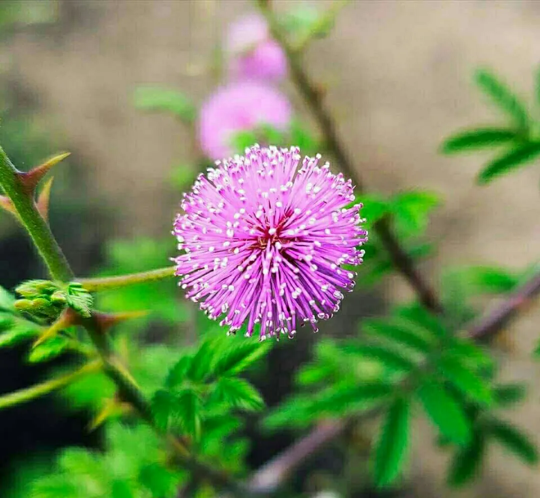 Screenshot_2020-03-29-19-56-23-519_com.miui.gallery.png