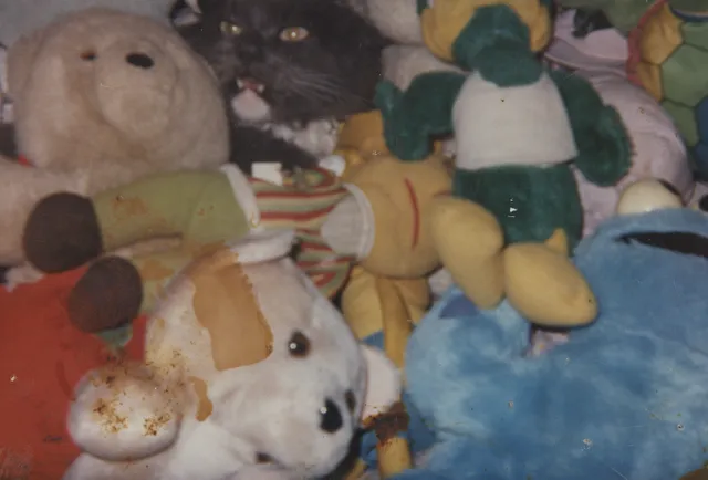 poffer puffer cat loxxcatt coolkid oatmeal joey arnold pets animals jsa ja oja fg or usa vn