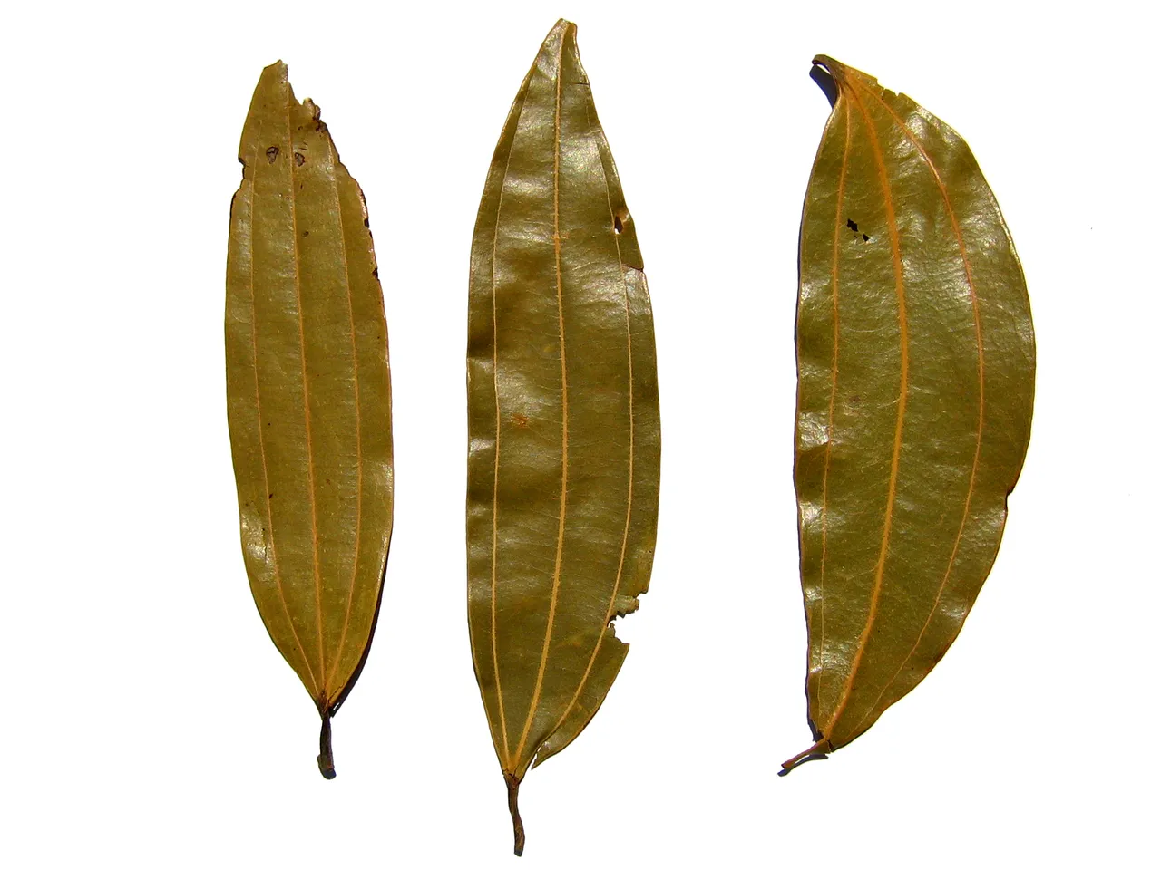 Indian_bay_leaf_-_tejpatta_-_indisches_Lorbeerblatt.jpg