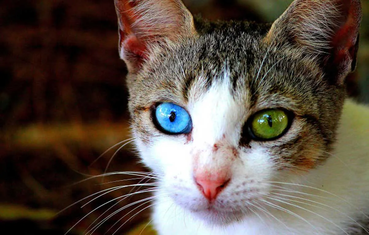 heterochromia-animals-different-eye-colors-5__700-1.jpg