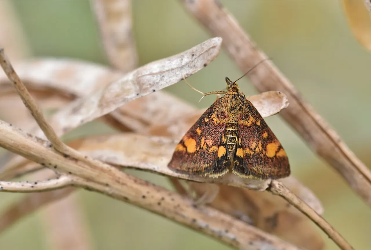 Orange Mint Moth Pyrausta orphisalis  4.jpg