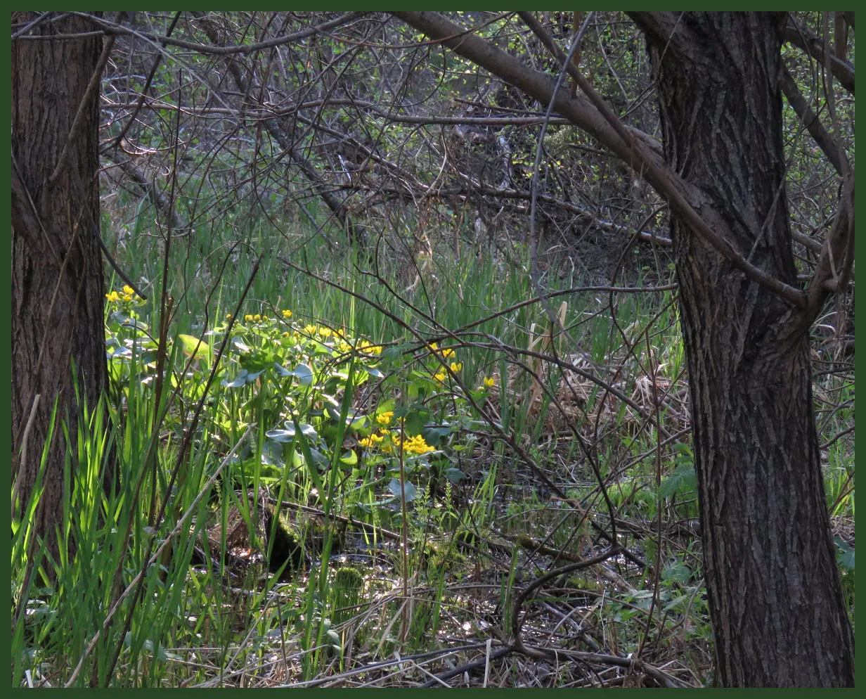 looking past willow trunks to sunlight patch of marsh marigolds.JPG