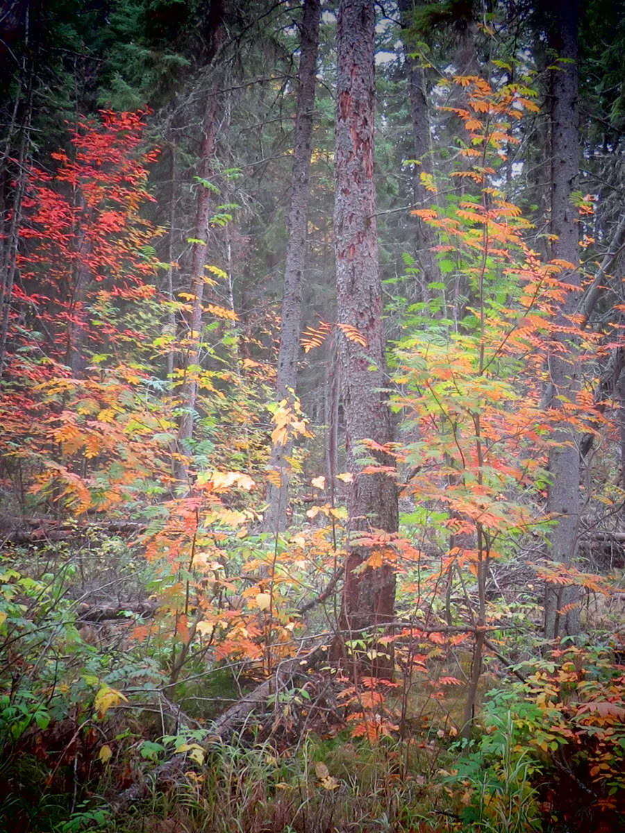 creative viewing in to woodland scene fall colored mountain ash.JPG