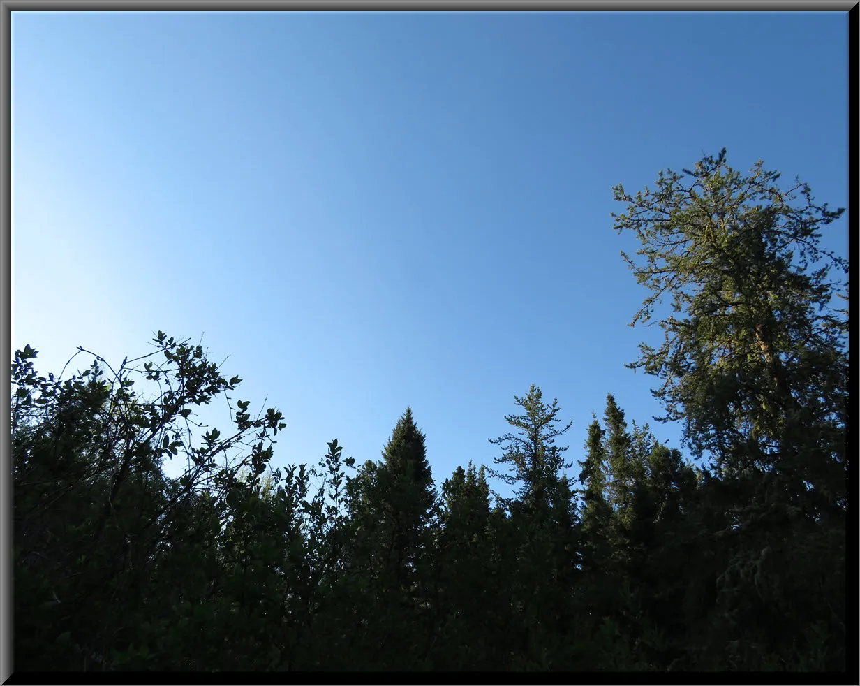 early morning light coming ove tree tops highlighting pine tree.JPG