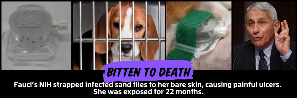 fauci-dog-experiments-petition-header-images2-1173137354.png