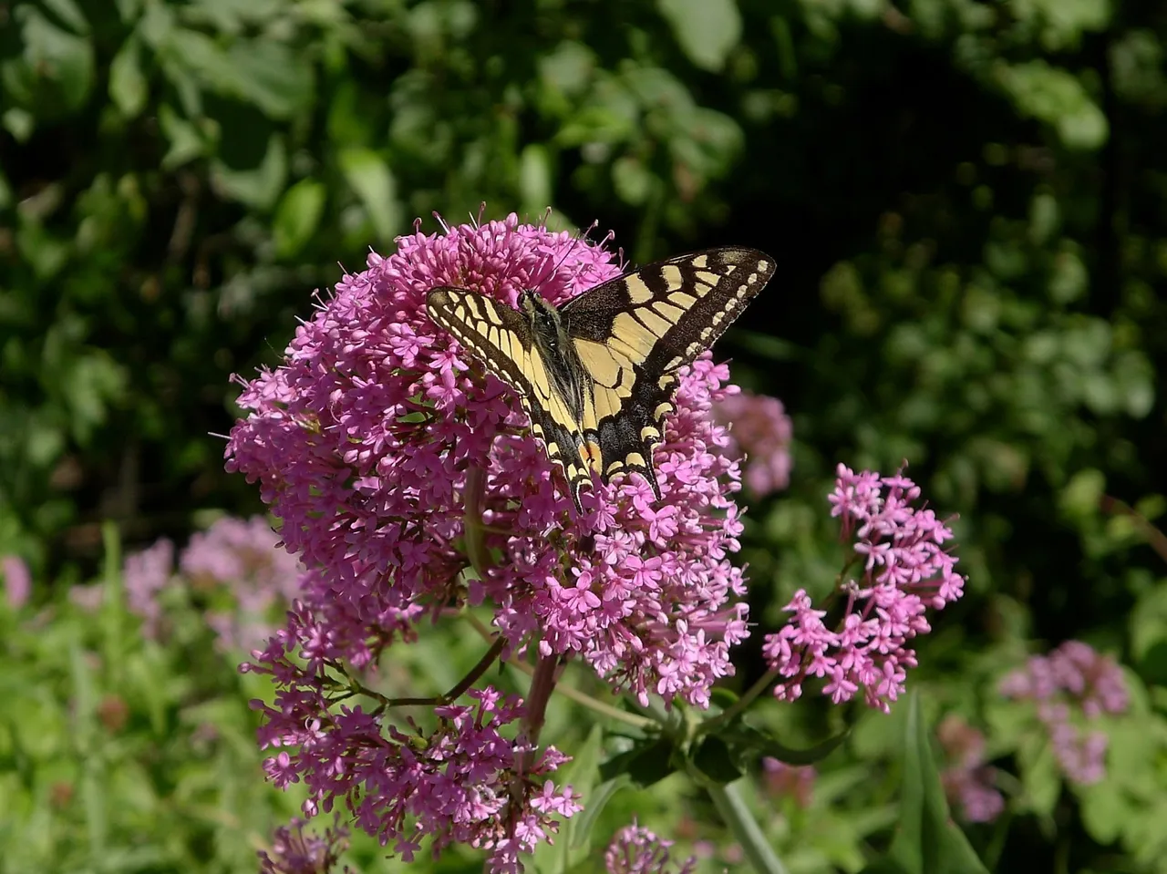 butterfly papilio machaon Schwalbenschwanz