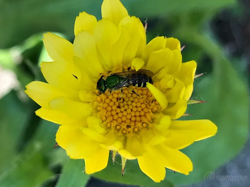 colorchallenge wednesdayyellow flower bee nature.jpg