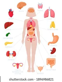 woman-internal-organs-infographic-human-260nw-1896986821.jpg