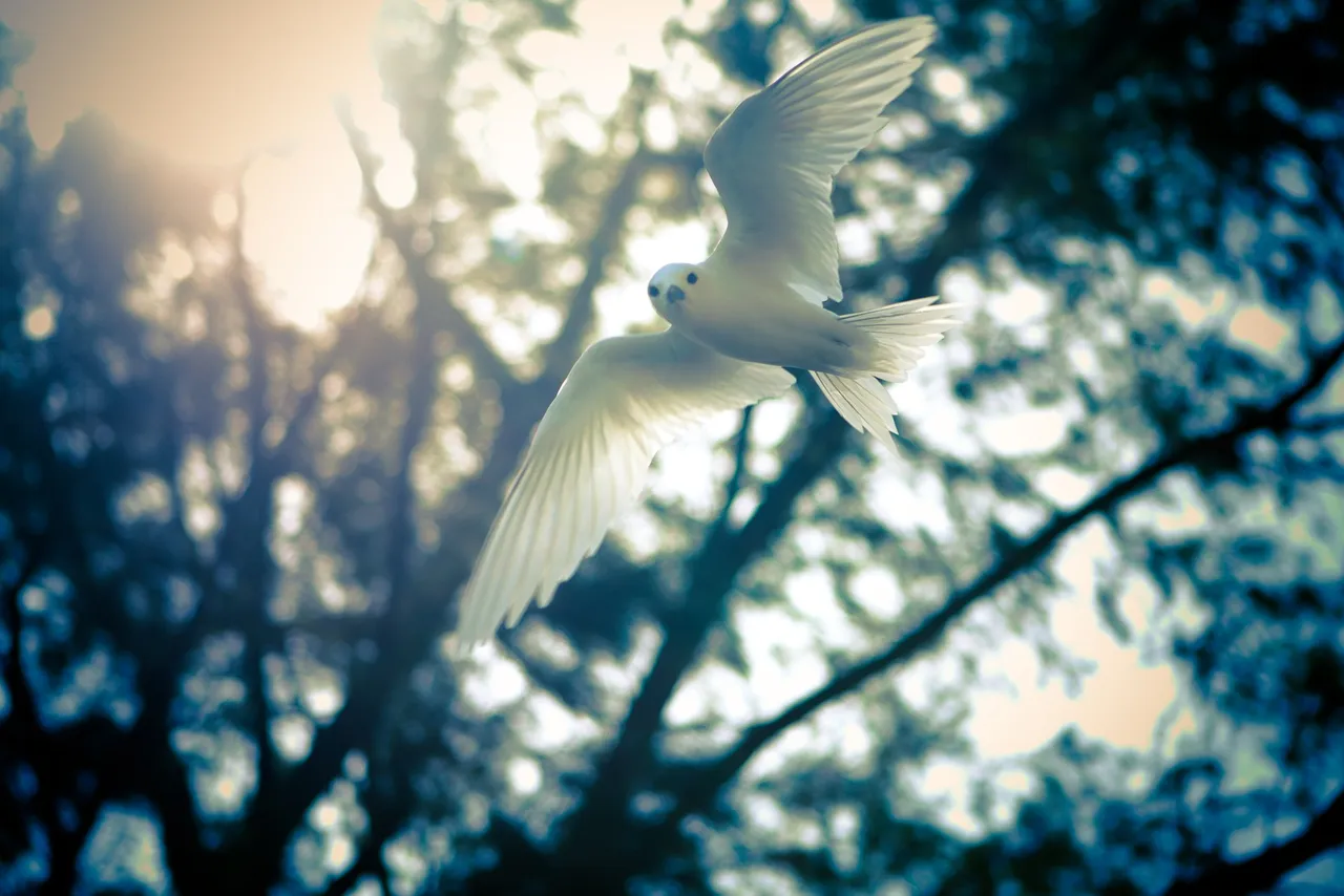 Yuki Matsukura_Journey To Midway Island_YkZiRGE.jpg