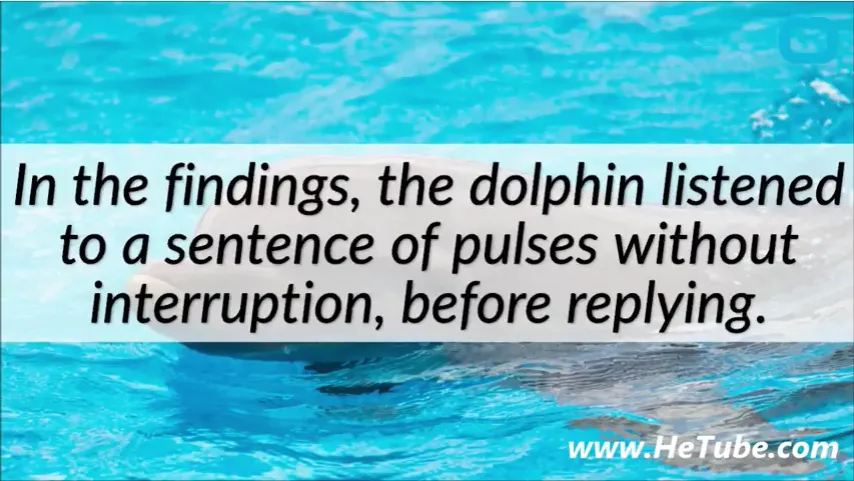 researchers_make_big_discovery_on_dolphin_communication.png