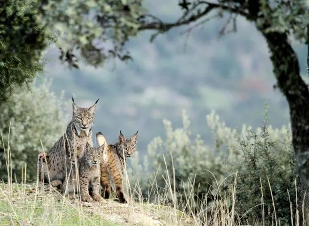 Linces-ibericos-Foto-Manuel-Moral-Castro-LIFE-Iberlince.jpg