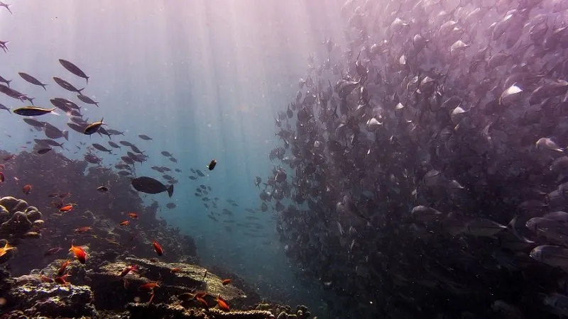 photo of numerous fish in the ocean
