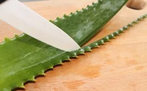 aloe vera