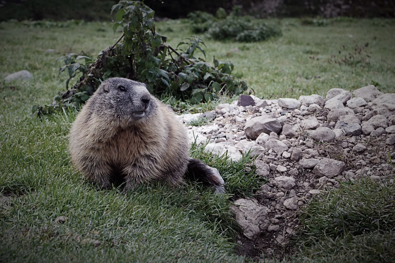marmotedit.jpg