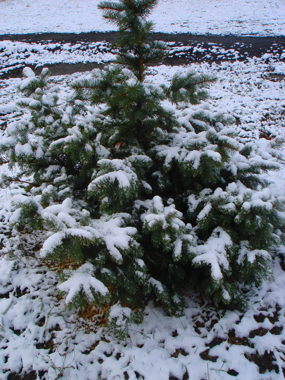 DSC00023-3.jpg