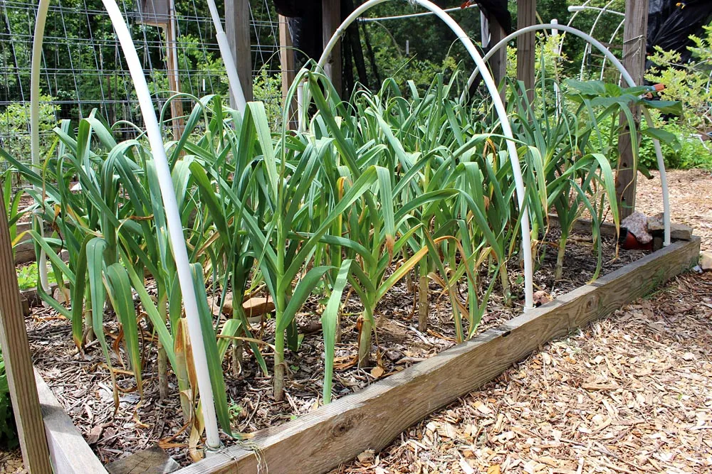 garlic_bed.jpg
