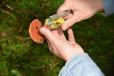 Flokenstieliger Hexenröhrling