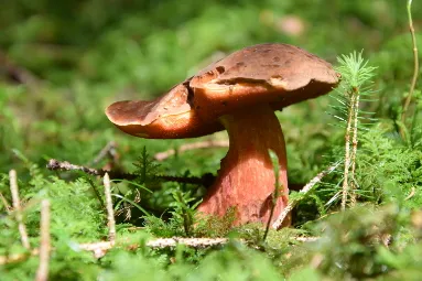 Flokenstieliger Hexenröhrling