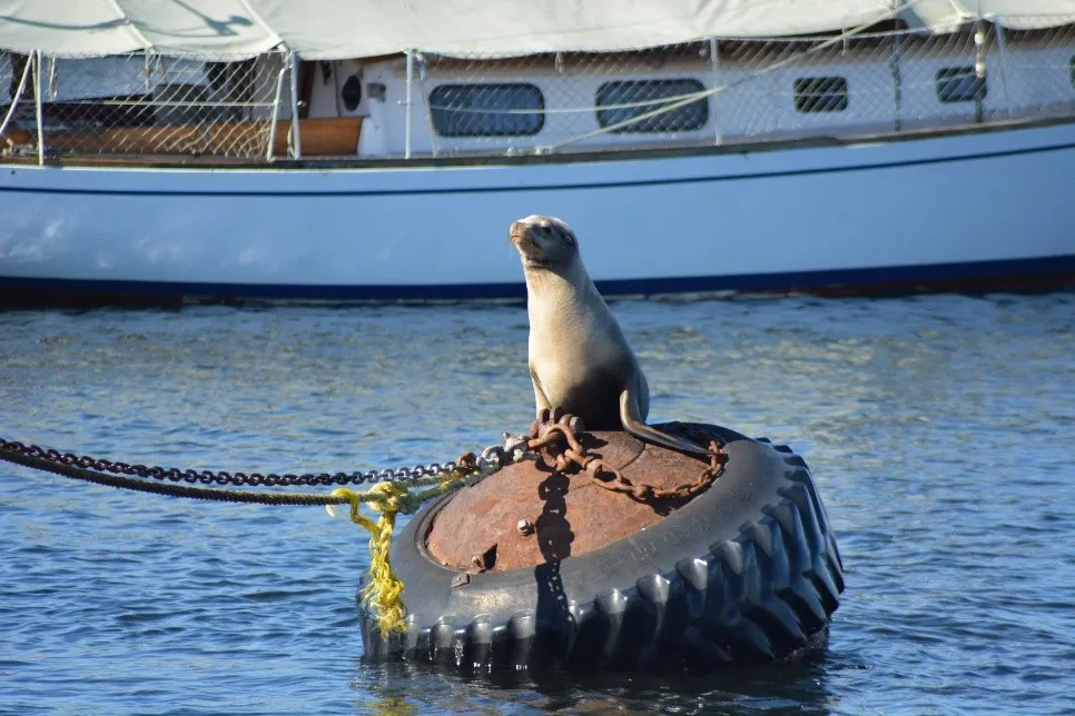 Sea Lion.jpg