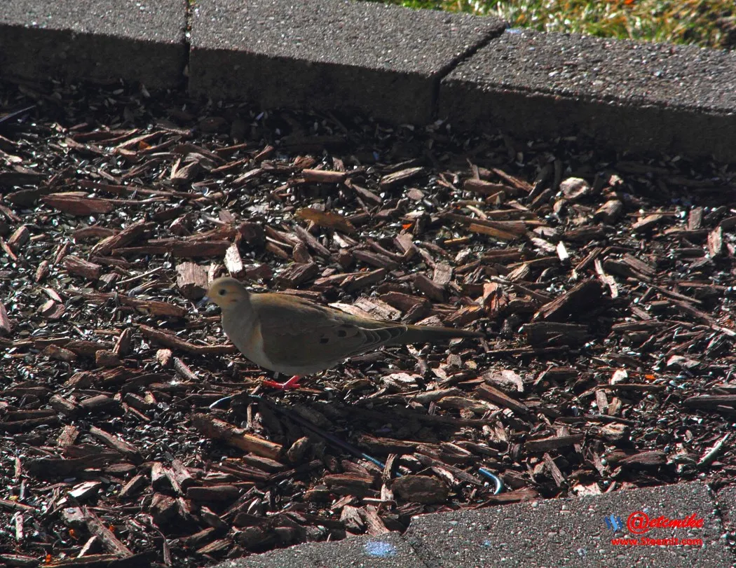 Mourning Dove PFW19-0024.JPG