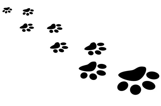 Footprints.jpg