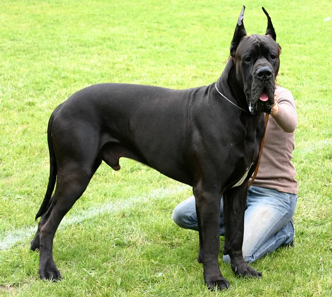 Great_dane.jpg