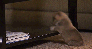 giphy (15).gif
