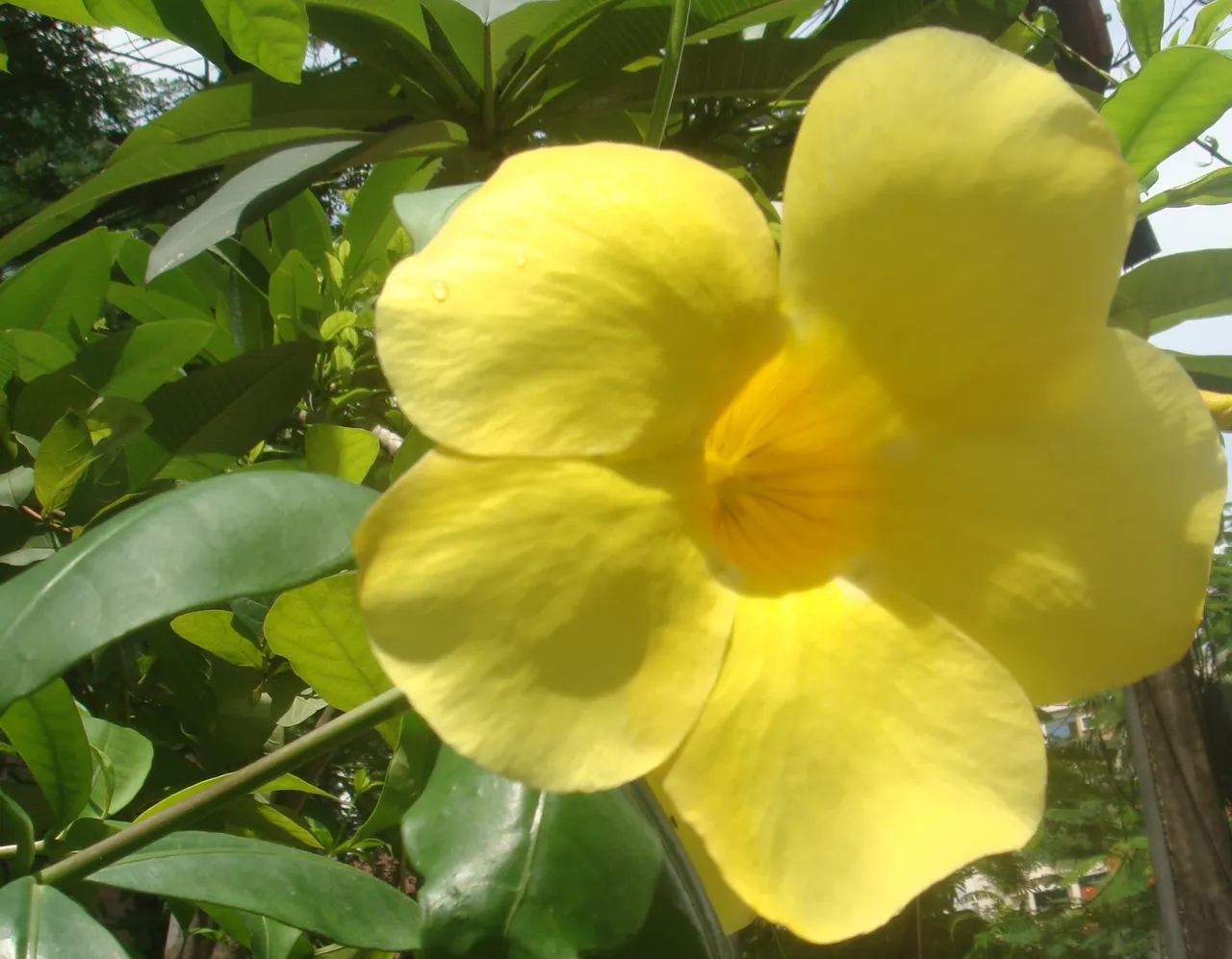 Allamanda3.JPG