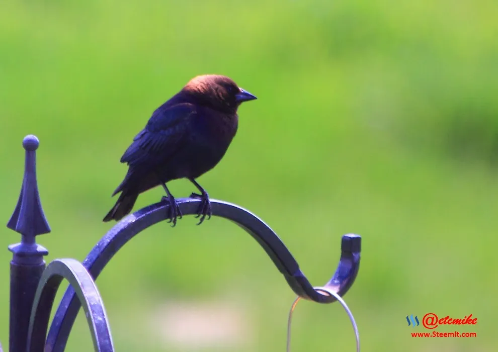 Brown-headed Cowbird PFW21-0106.JPG