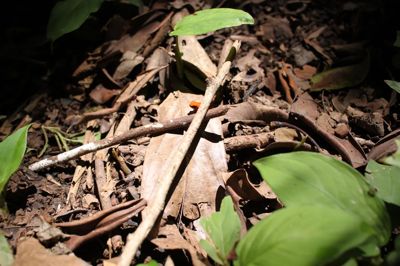 red frog.JPG