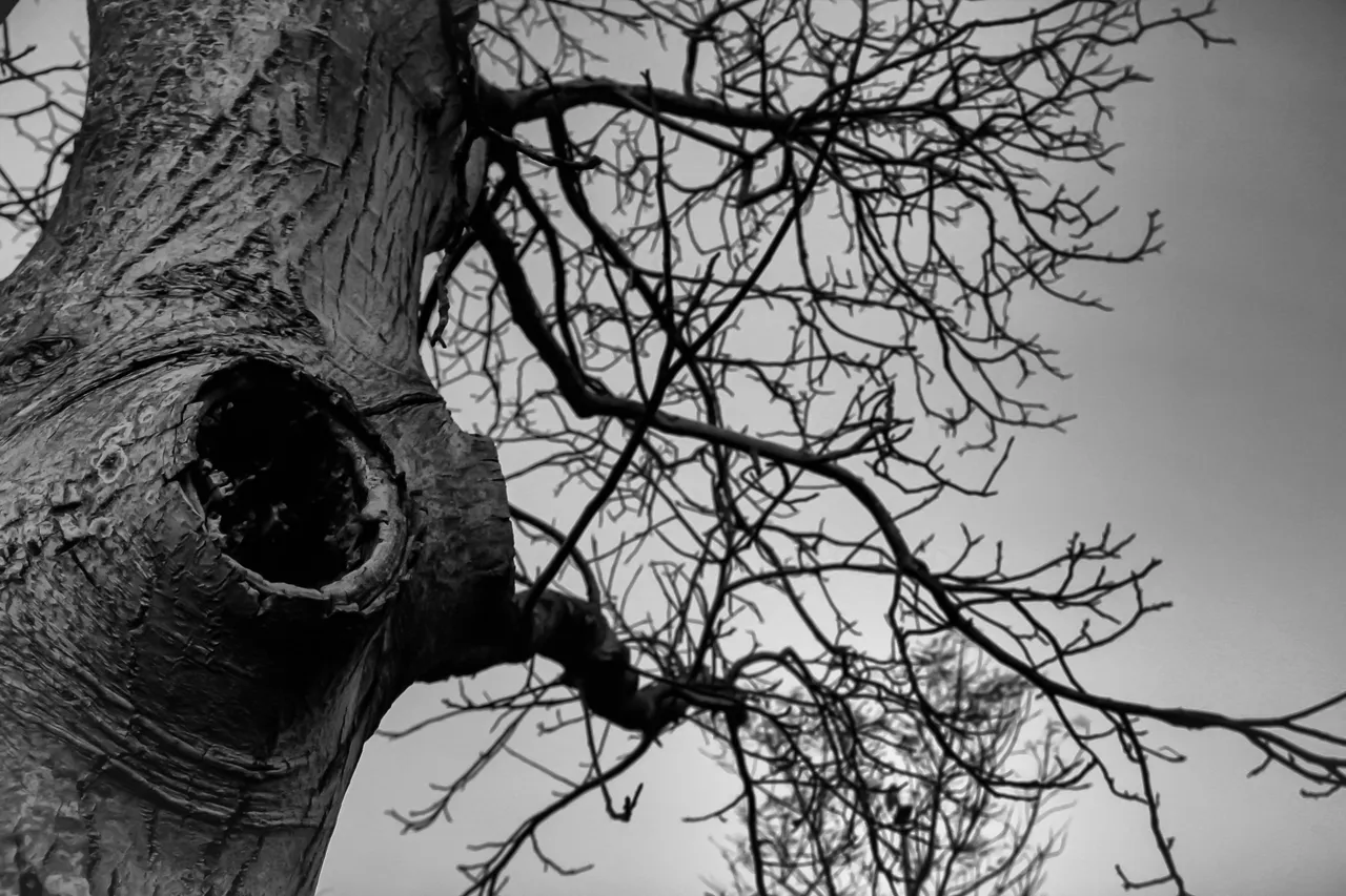 _MG_8658bw.jpg